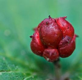   Infructescence:   Hydrastis canadensis , berry aggregate; Photo by R. Thomas, BioImages
